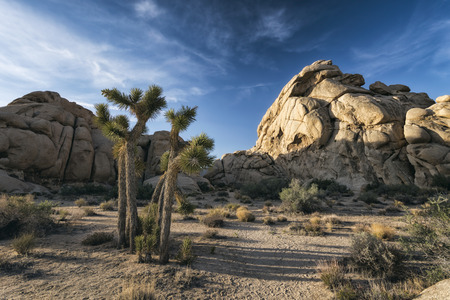 Joshua Trees at Joshua Tree National Park, Californiaの写真素材
