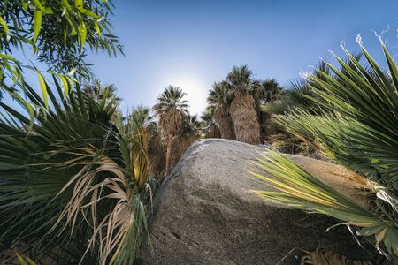 Palm Oasis in Anza-Borrego State Park, Californiaの写真素材
