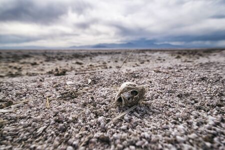 Fish Bones at the Shore of Salton Sea, Californiaの写真素材