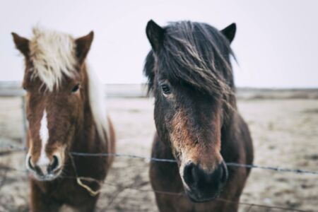 Icealnd Ponies standing behind a fence and begging for food, Icelandの写真素材