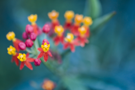Macro photograph of a flowering plant
