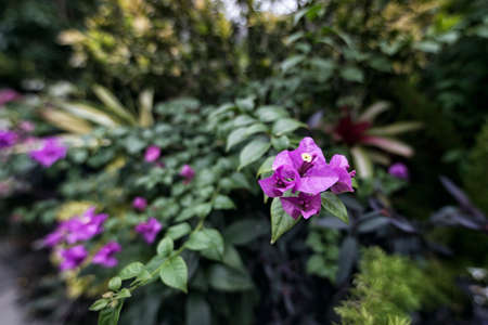 Photograph of a flowering plant growing indoorsの写真素材