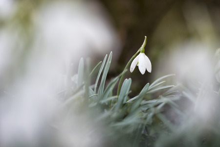 Snowdrop in spring with a blurry backgroundの写真素材