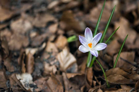 First spring flowers  in garden, with old leaves as a backgroundの写真素材