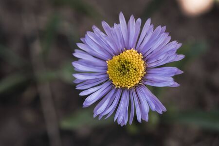 Wildflower in the alpine zone of the Rocky Mountains, Coloradoの写真素材