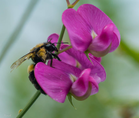 A bee searching for its pollen