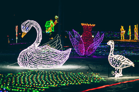 Illuminated swan in the park at night with colorful lightsの写真素材