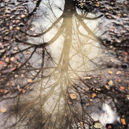 reflection of leafless tree in a muddy puddle on a road after a spring rain stormの写真素材