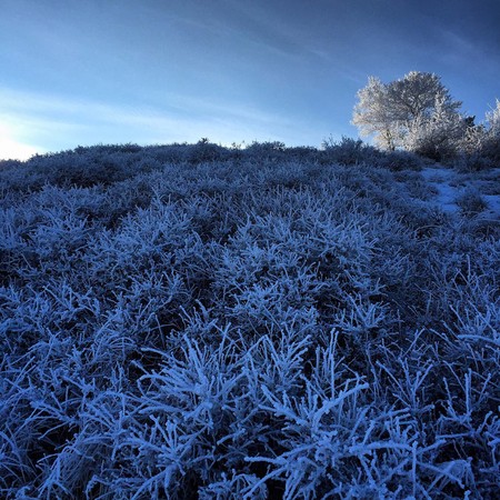 a cold frosty covered tree sits on top of a cold frosty covered hill side covered in under brush as the late afternoon sun starts to set behind the mountainの写真素材