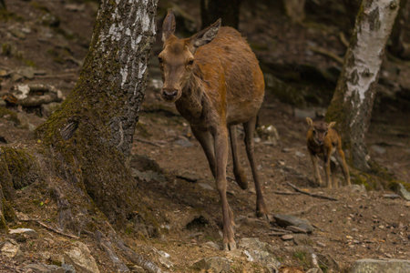 Hart with young deer in the forestの写真素材