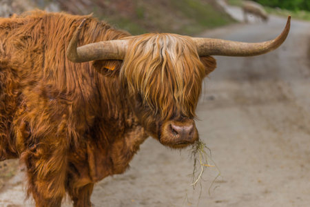 Scottish Highlander in Belgiumの写真素材
