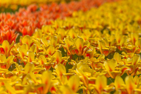 Tullips in Hollandの写真素材