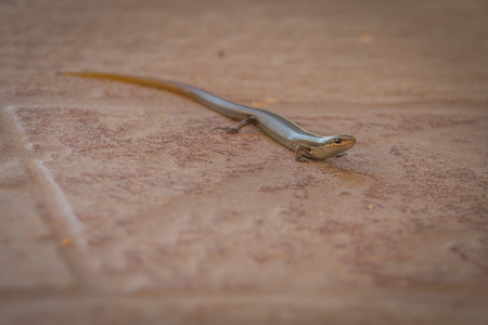Salamanders are a group of amphibians typically characterized by a lizard-like appearance.の写真素材