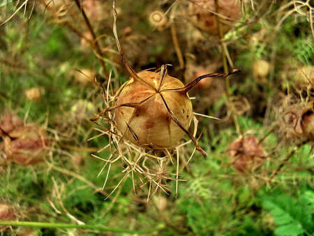 Cocoon