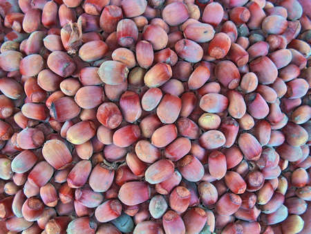 Hazel-nuts,streight from a treeの写真素材