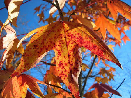 Autumn leaves of a maple of red color on a branch on a background of the blue sky