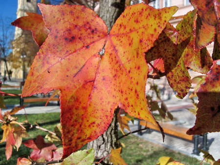Autumn leaves of a maple of red color on a branch