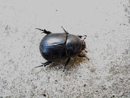 Big black bugの写真素材