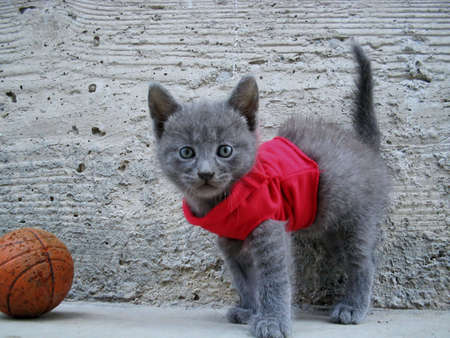 Dressed Kitten playing with ballの写真素材