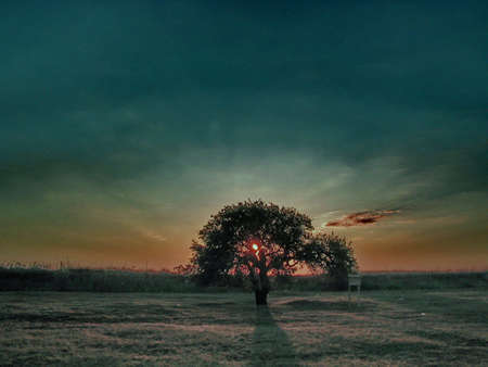 Lonely tree in the field at sunrise,abstract photoの写真素材