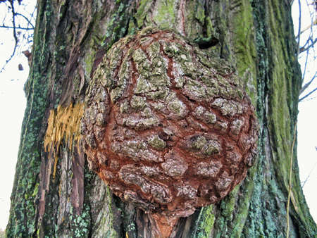 Big Knot in an old treeの写真素材