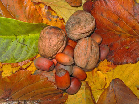 Fruits of the Late Autumn