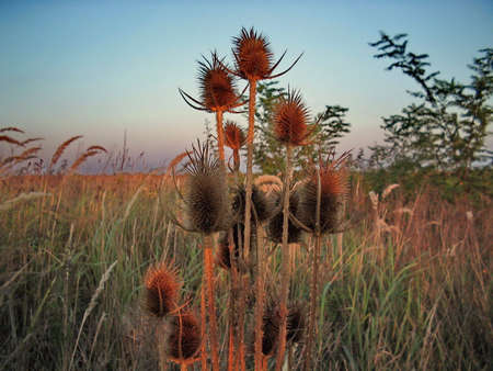 sunset in the field,late summer