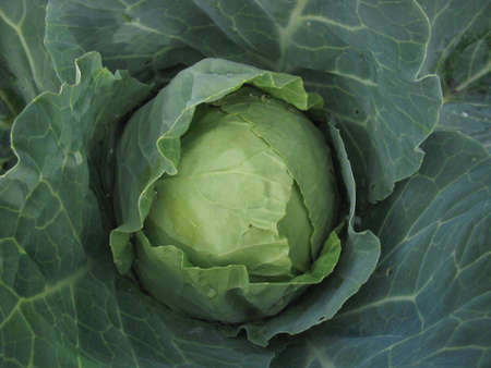 fresh green cabbage