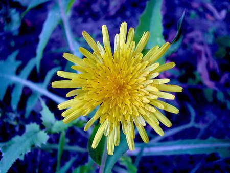 Yellow flower of the Dandelion (Taraxacum officinale) against a blue background.の写真素材