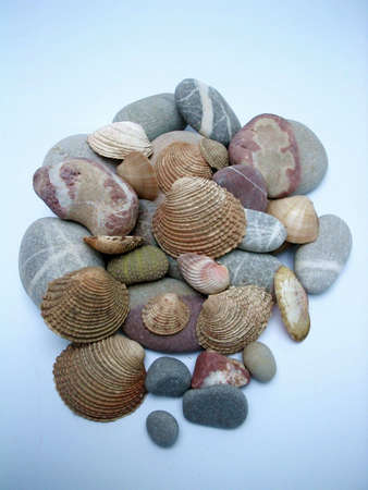 Bunch of Various Seashells and stones