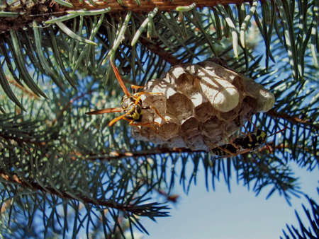 Looking for a trouble(Wasps nest)の写真素材