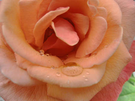 Soft Pink Rose with dropletsの写真素材
