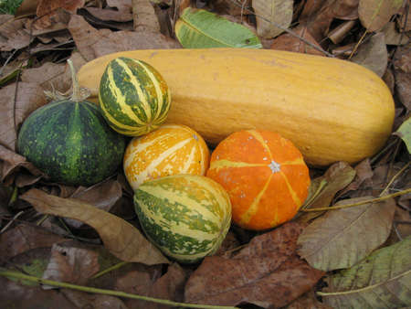 Pumpkins on the leavesの写真素材