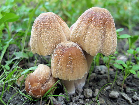 Mushrooms in the grassの写真素材