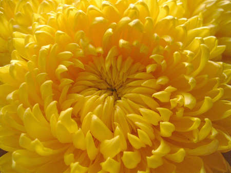 Dahlia (magnoliophyta asteraceae)の写真素材