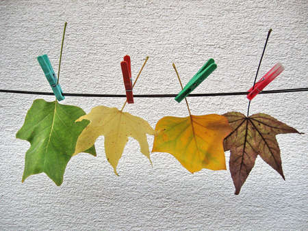 autumn leavesの写真素材