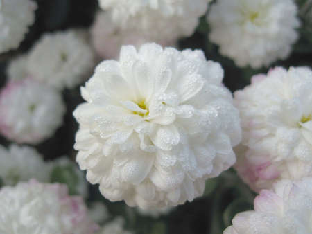 Dahlia (magnoliophyta asteraceae)の写真素材