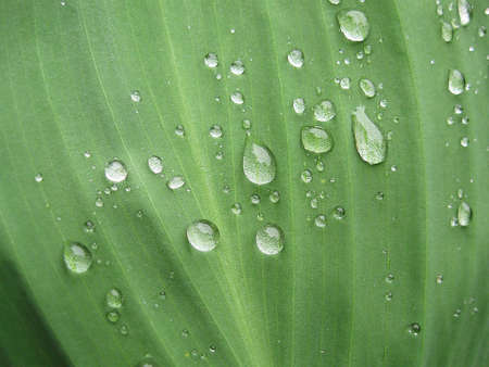 Drop by Drop,Macro photography,drops on the big green leafの写真素材