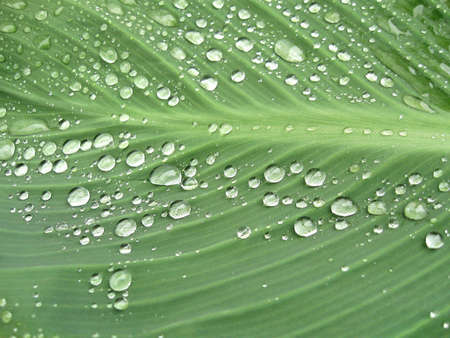 Drop by Drop,Macro photography,drops on the big green leafの写真素材