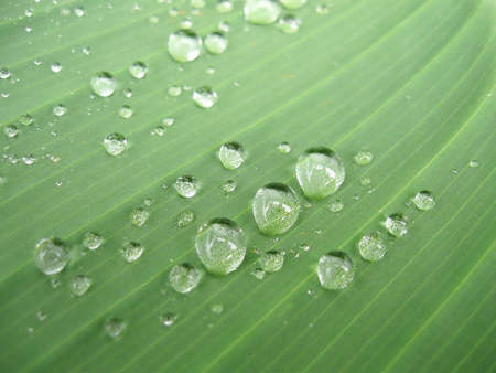 Drop by Drop,Macro photography,drops on the big green leafの写真素材