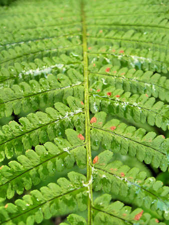 fern after the rainの写真素材