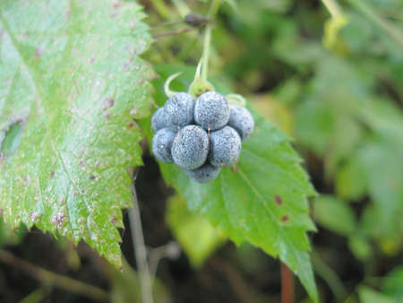 blackberry in the forestの写真素材