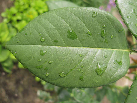 Rose leaf with the dropsの写真素材