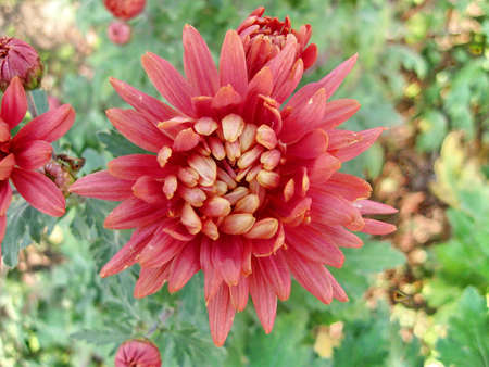 Dahlia (magnoliophyta asteraceae)の写真素材