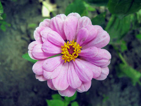 Dahlia (magnoliophyta asteraceae)の写真素材