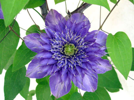 Blue Clematisの写真素材