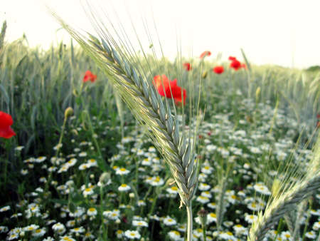 green wheat field with flowersの写真素材