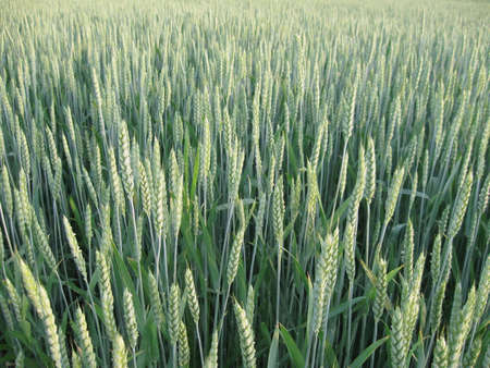 Green Young Wheat fieldの写真素材