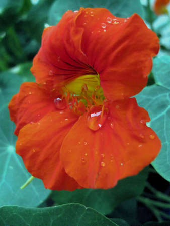 Red flower with water drops in close upの写真素材