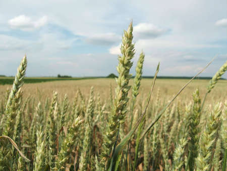 Green Young Wheat fieldの写真素材